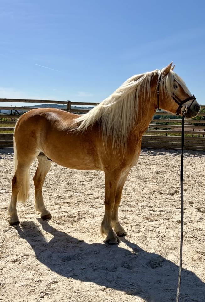 Castrone Haflinger In vendita 2019 Crine lavato ,  VOLTAIRE PENN