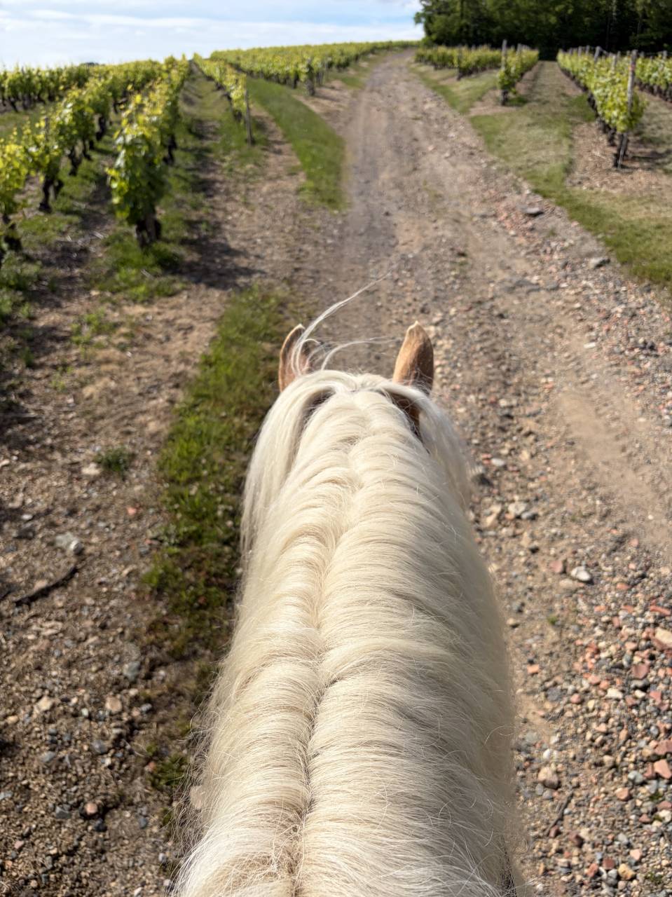 Castrone Haflinger In vendita 2019 Crine lavato ,  VOLTAIRE PENN