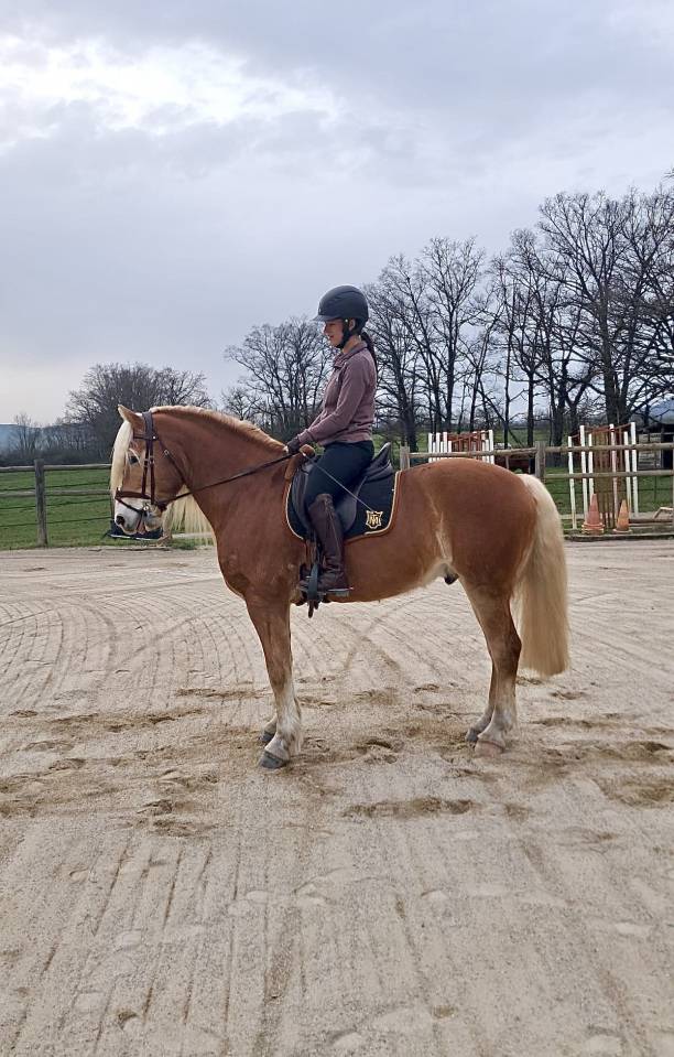Castrone Haflinger In vendita 2019 Crine lavato ,  VOLTAIRE PENN
