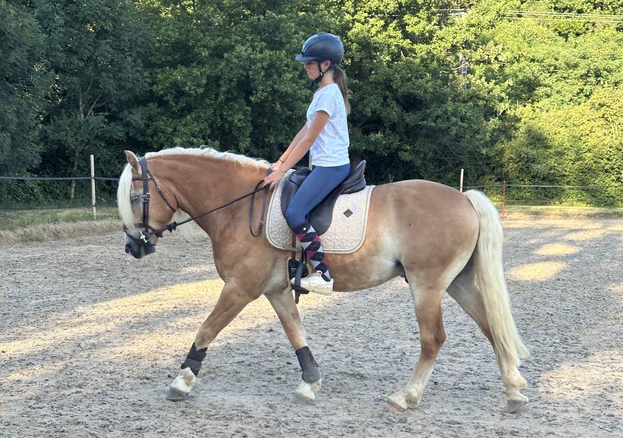 Castrone Haflinger In vendita 2019 Crine lavato ,  VOLTAIRE PENN