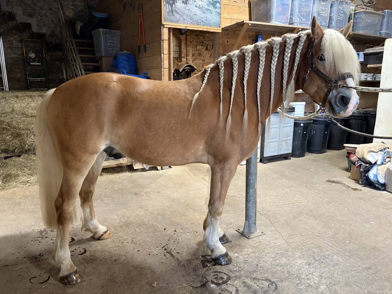 Castrone Haflinger In vendita 2019 Crine lavato ,  VOLTAIRE PENN