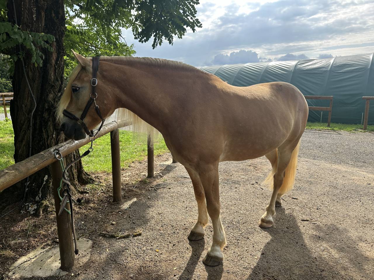 Castrone Haflinger In vendita 2019 Crine lavato ,  VOLTAIRE PENN