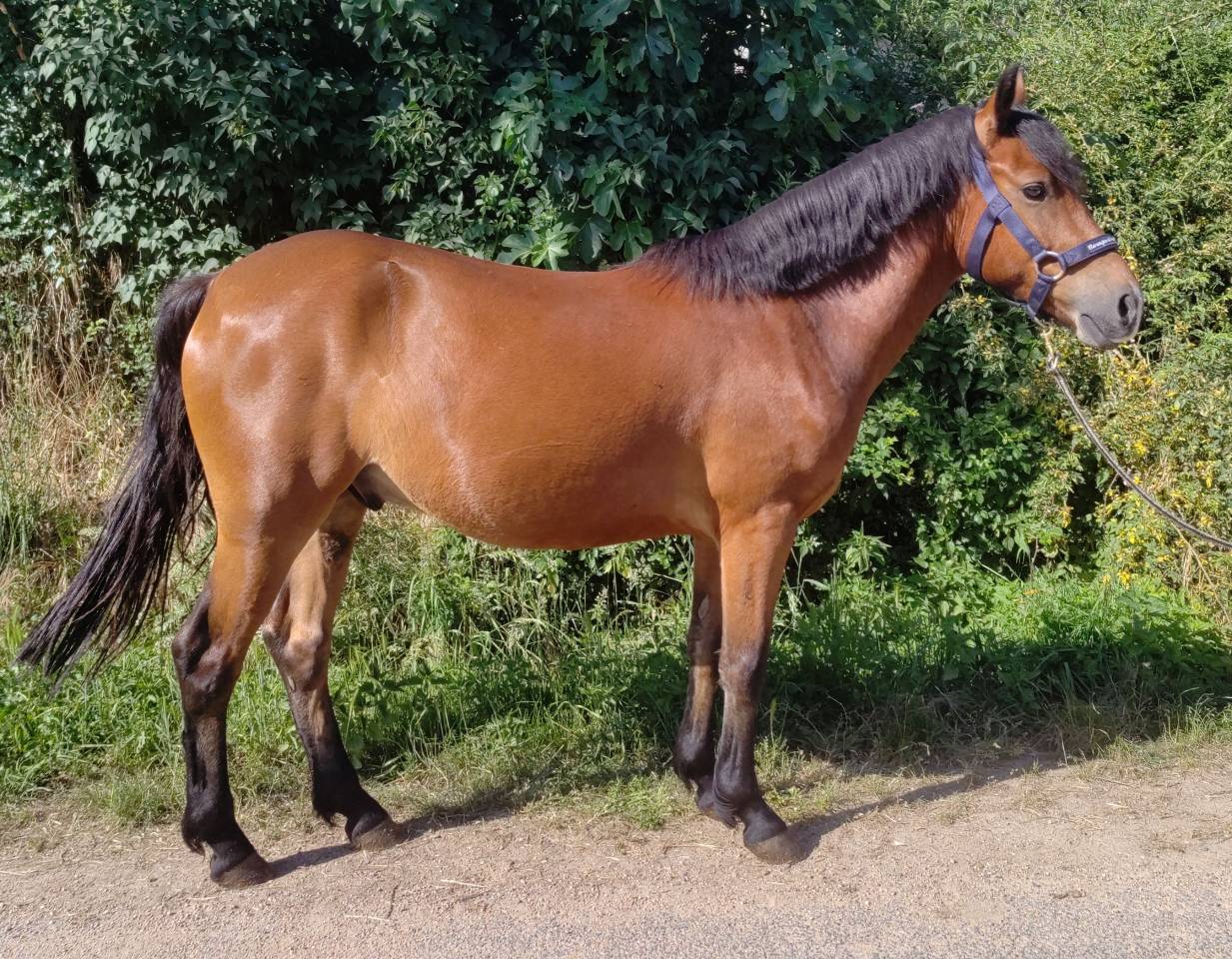 Castrone New Forest In vendita 2021 Baio ,  Birkilds Balboa