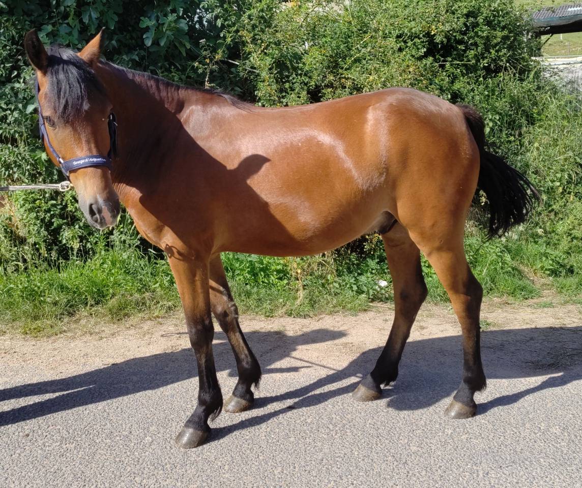 Castrone New Forest In vendita 2021 Baio ,  Birkilds Balboa
