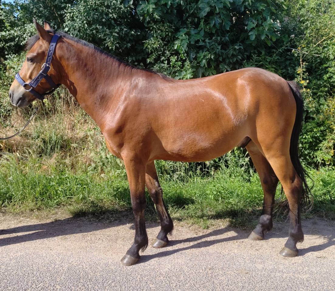 Castrone New Forest In vendita 2021 Baio ,  Birkilds Balboa