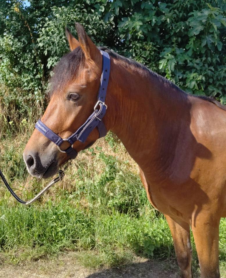 Castrone New Forest In vendita 2021 Baio ,  Birkilds Balboa