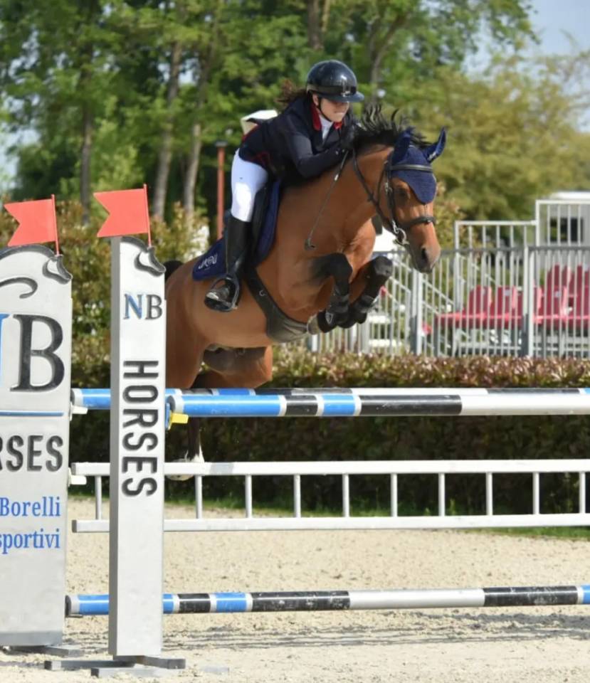 Castrone Pony da Sella Belgio In vendita 2016 Baio