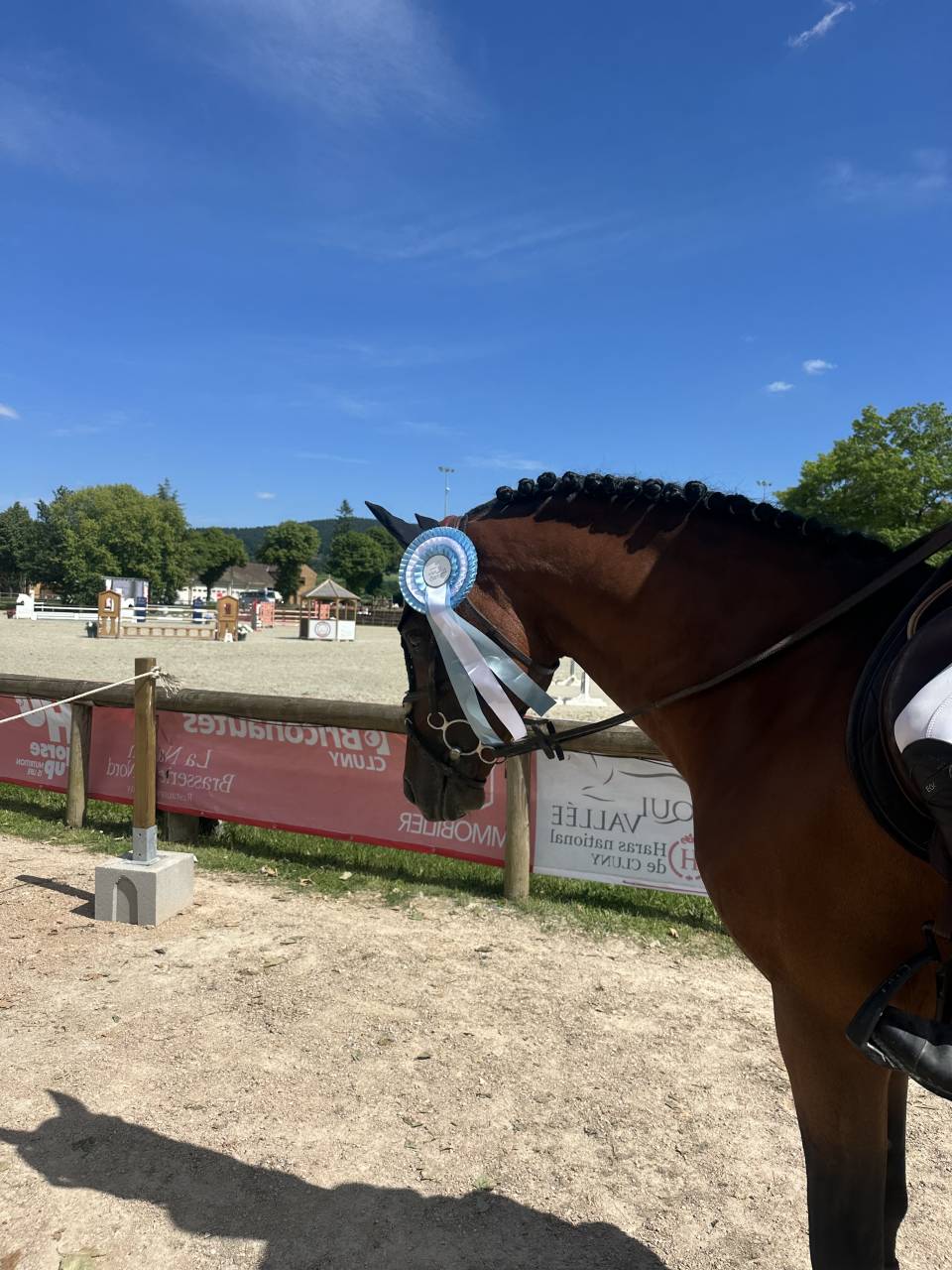 Castrone Pony da Sella Belgio In vendita 2016 Baio