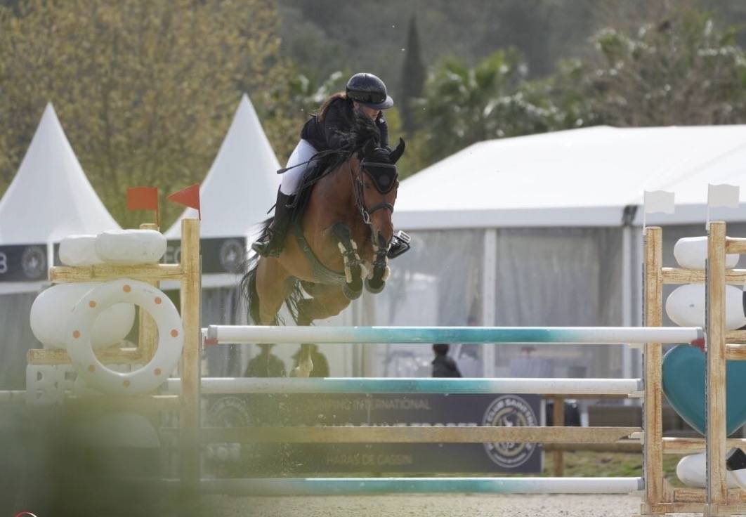 Castrone Pony da Sella Belgio In vendita 2016 Baio