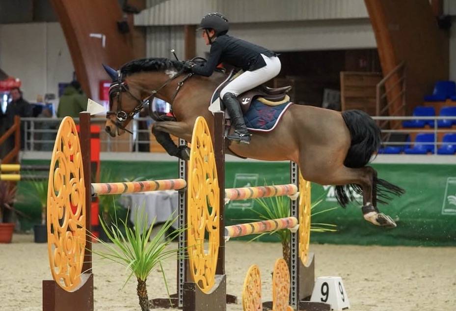 Castrone Pony da Sella Belgio In vendita 2016 Baio