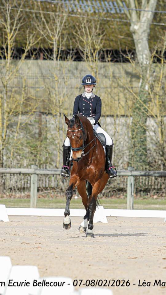 Castrone BWP Cavallo da Sangue Belgio In vendita 2011 Baio