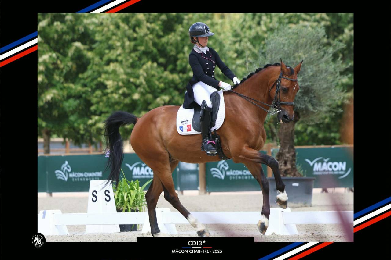 Castrone BWP Cavallo da Sangue Belgio In vendita 2011 Baio