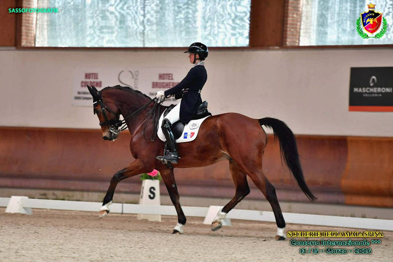 Castrone BWP Cavallo da Sangue Belgio In vendita 2011 Baio