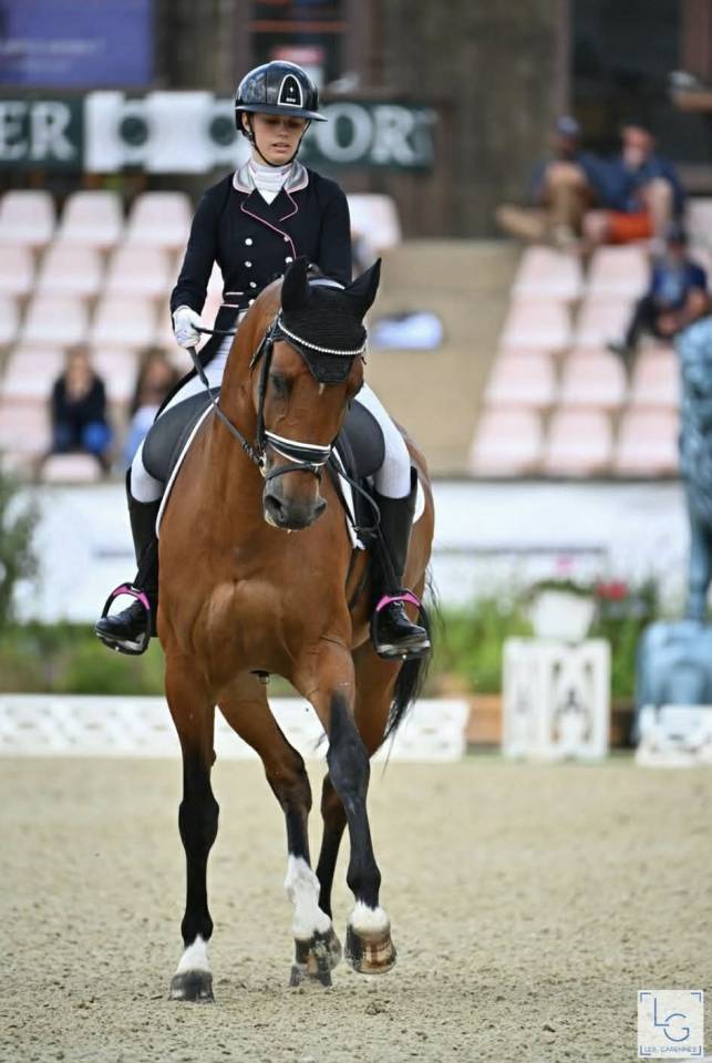 Castrone BWP Cavallo da Sangue Belgio In vendita 2011 Baio