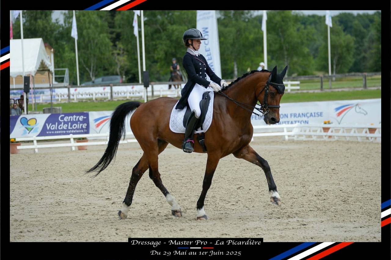 Castrone BWP Cavallo da Sangue Belgio In vendita 2011 Baio