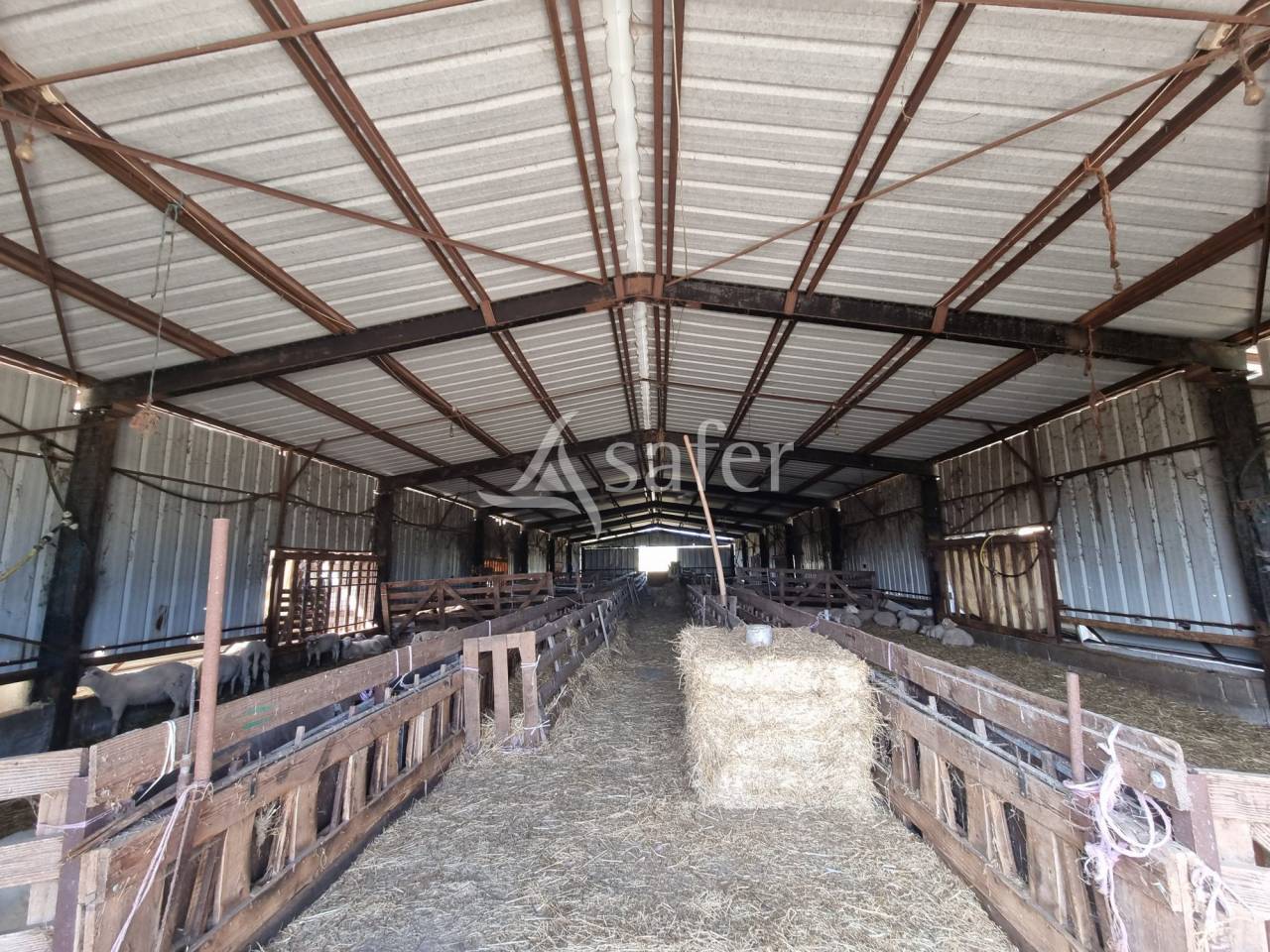 Azienda ovina In vendita Lot
