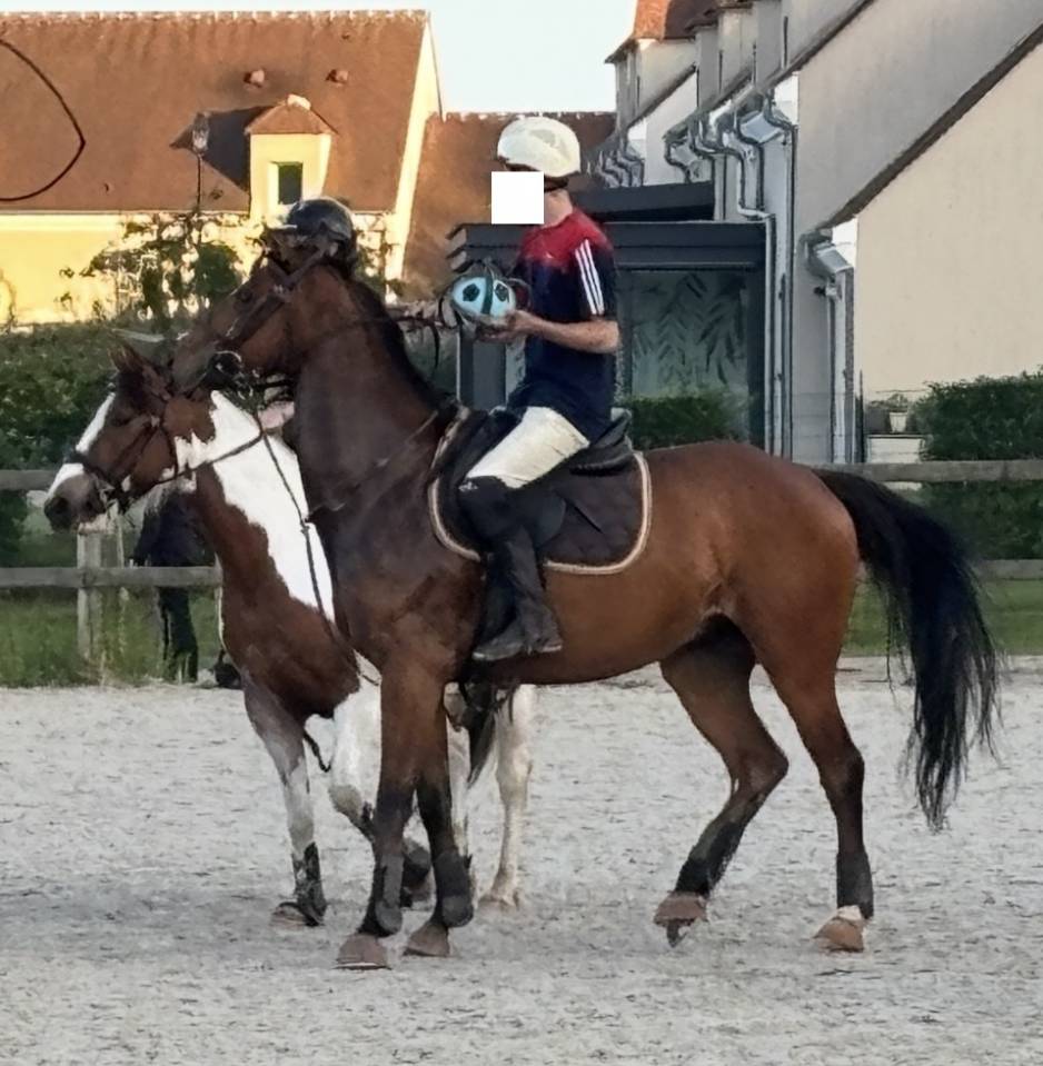 Castrone Purosangue In vendita 2021 Baio ,  LAW DEPUTY (IE), PS