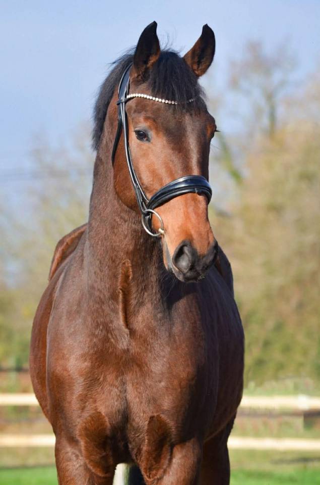 Castrone KWPN Cavallo da Sport Neerlandese In vendita 2022 Baio