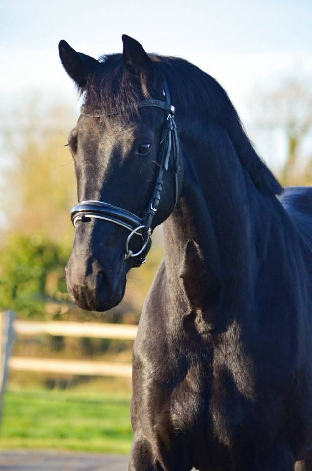 Cavalla KWPN Cavallo da Sport Neerlandese In vendita 2022 Nero