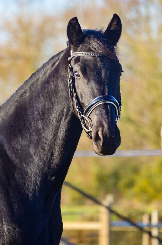 Cavalla KWPN Cavallo da Sport Neerlandese In vendita 2022 Nero