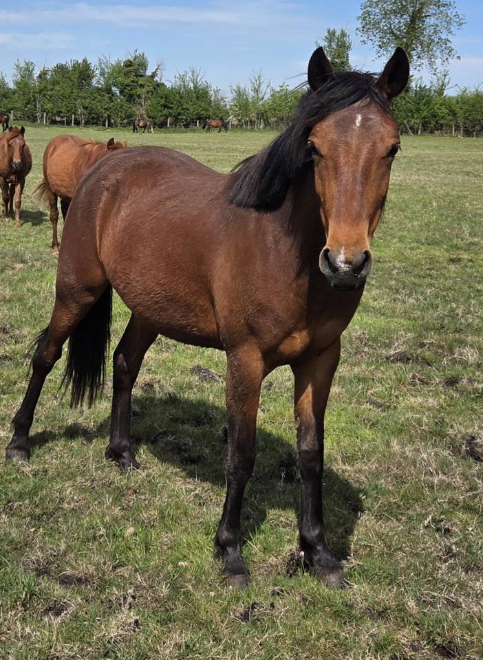 Cavalla New Forest In vendita 2024 Baio ,  L'ancelot du m&eacute;nage