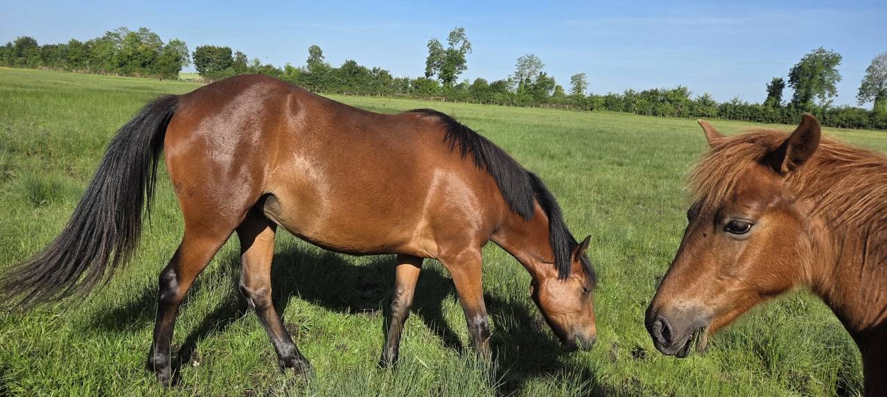 Cavalla New Forest In vendita 2024 Baio ,  L'ancelot du m&eacute;nage