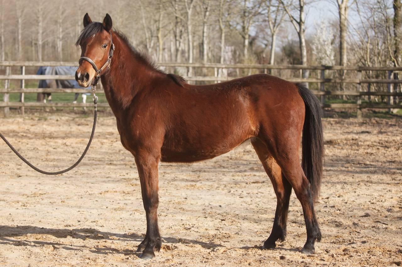 Cavalla New Forest In vendita 2024 Baio ,  L'ancelot du m&eacute;nage
