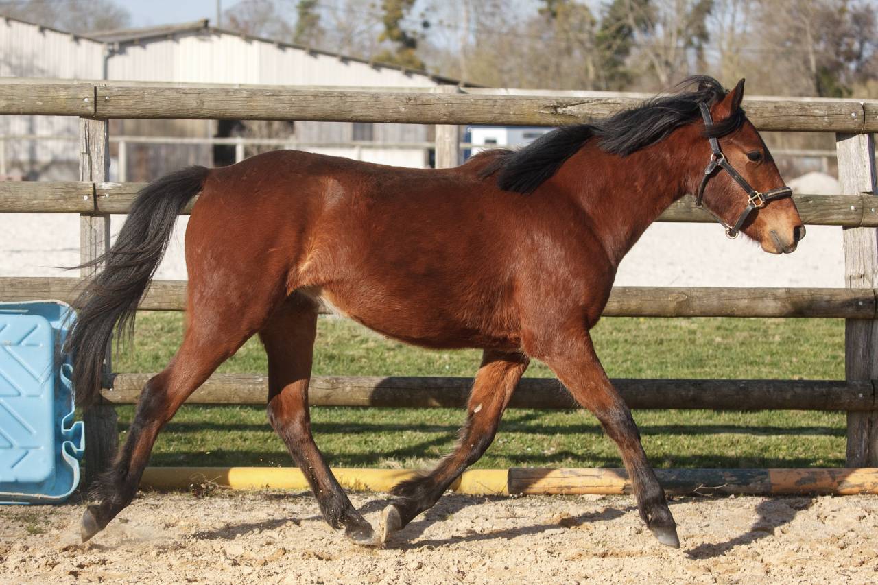 Cavalla New Forest In vendita 2024 Baio ,  L'ancelot du m&eacute;nage