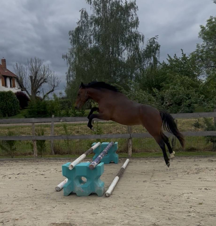 Castrone PFS Pony Francese da Sella In vendita 2024 Baio ,  Jogry d&rsquo;Odival