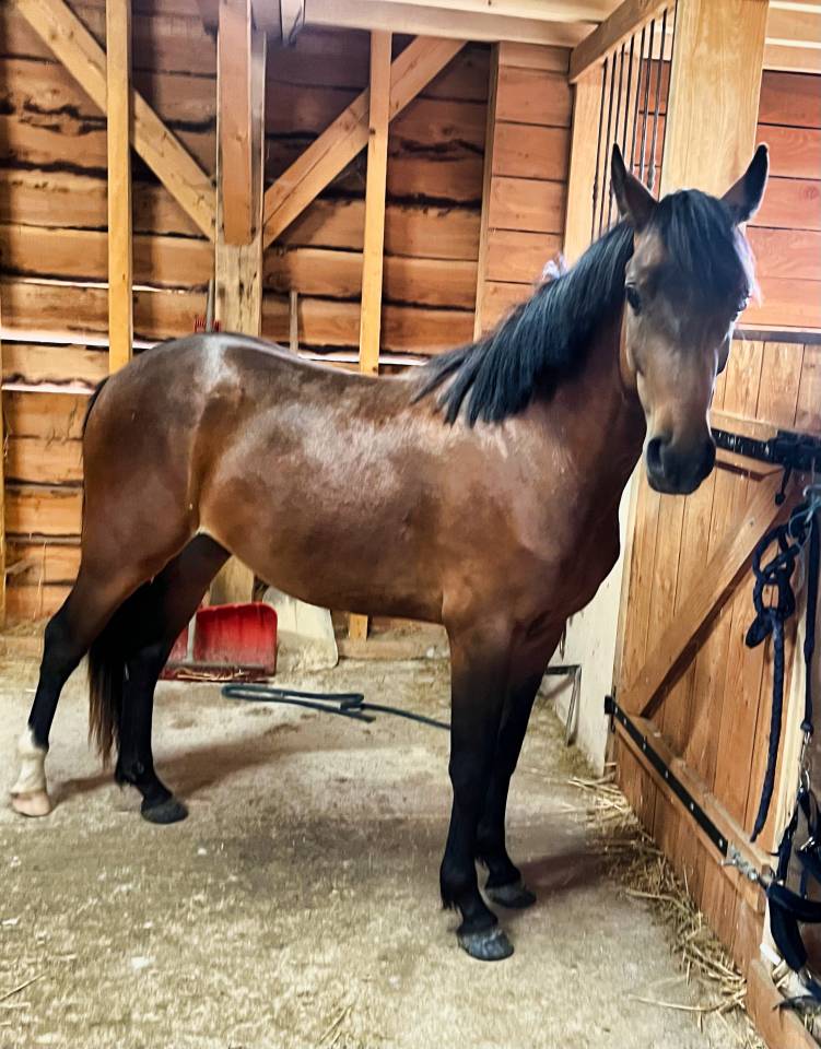 Castrone PFS Pony Francese da Sella In vendita 2024 Baio ,  Jogry d&rsquo;Odival