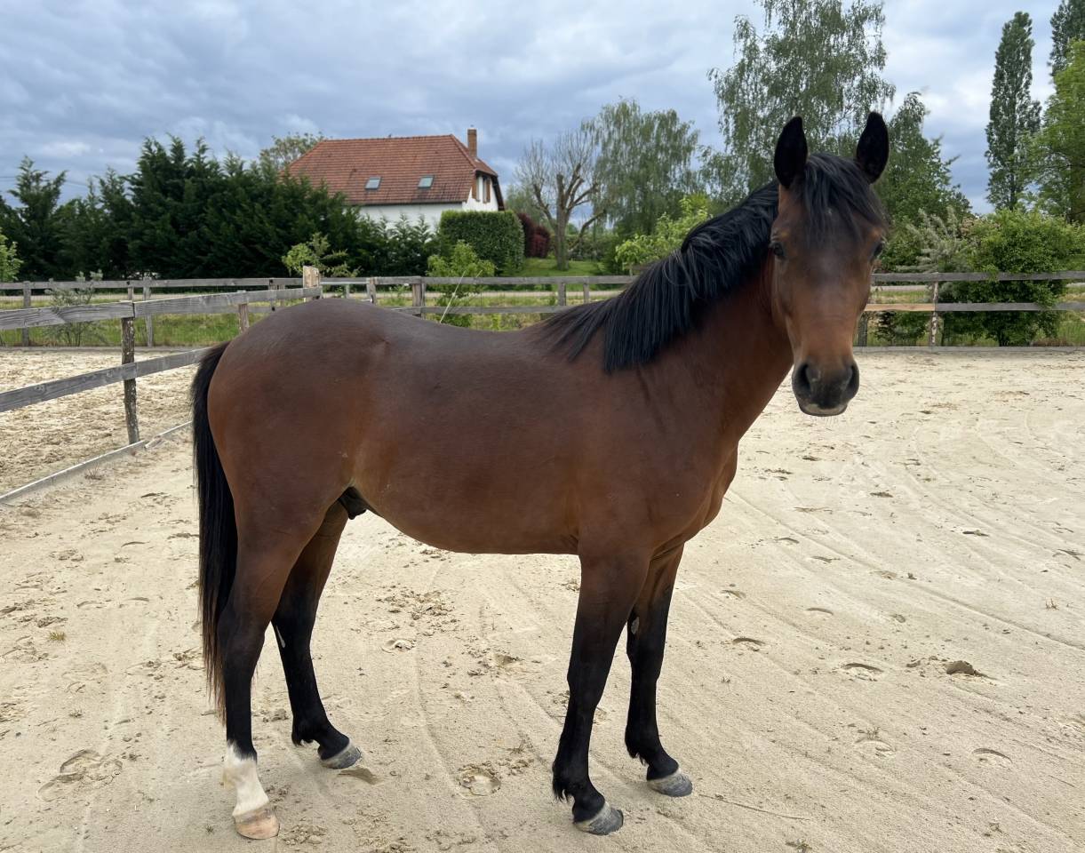 Castrone PFS Pony Francese da Sella In vendita 2024 Baio ,  Jogry d&rsquo;Odival