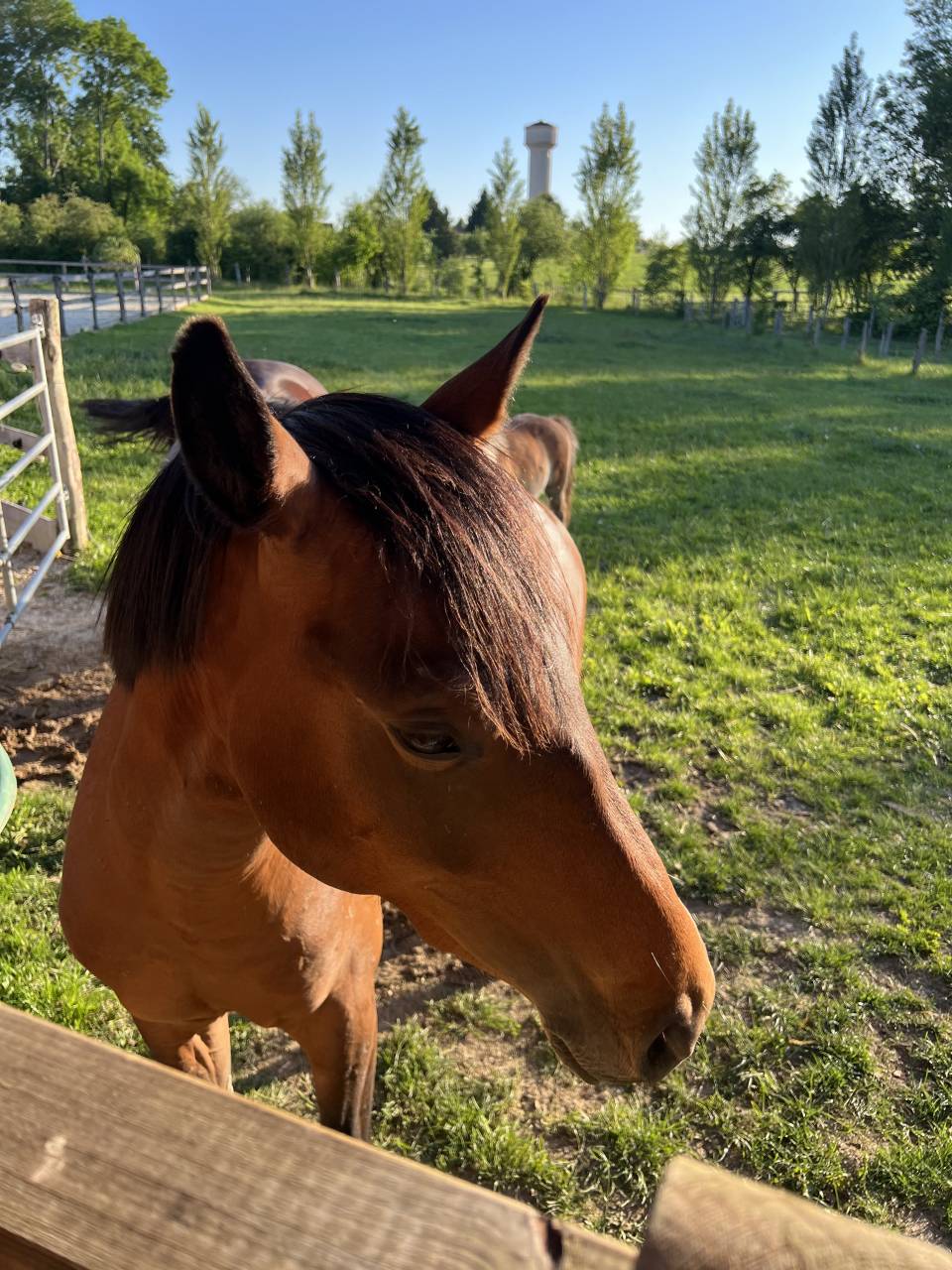Castrone PFS Pony Francese da Sella In vendita 2024 Baio ,  Jogry d&rsquo;Odival