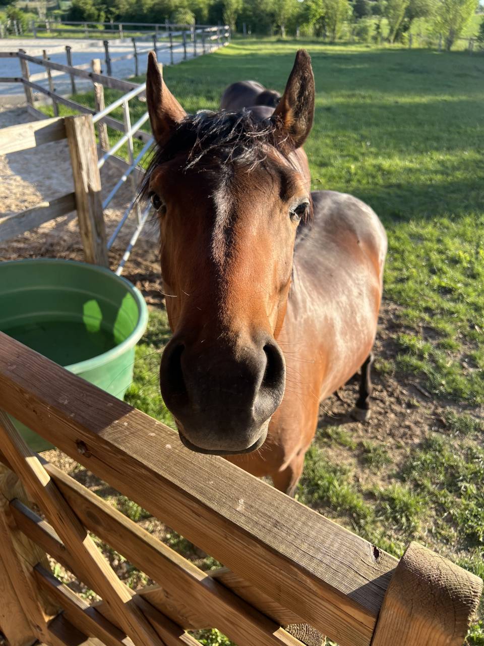Castrone PFS Pony Francese da Sella In vendita 2024 Baio ,  Jogry d&rsquo;Odival