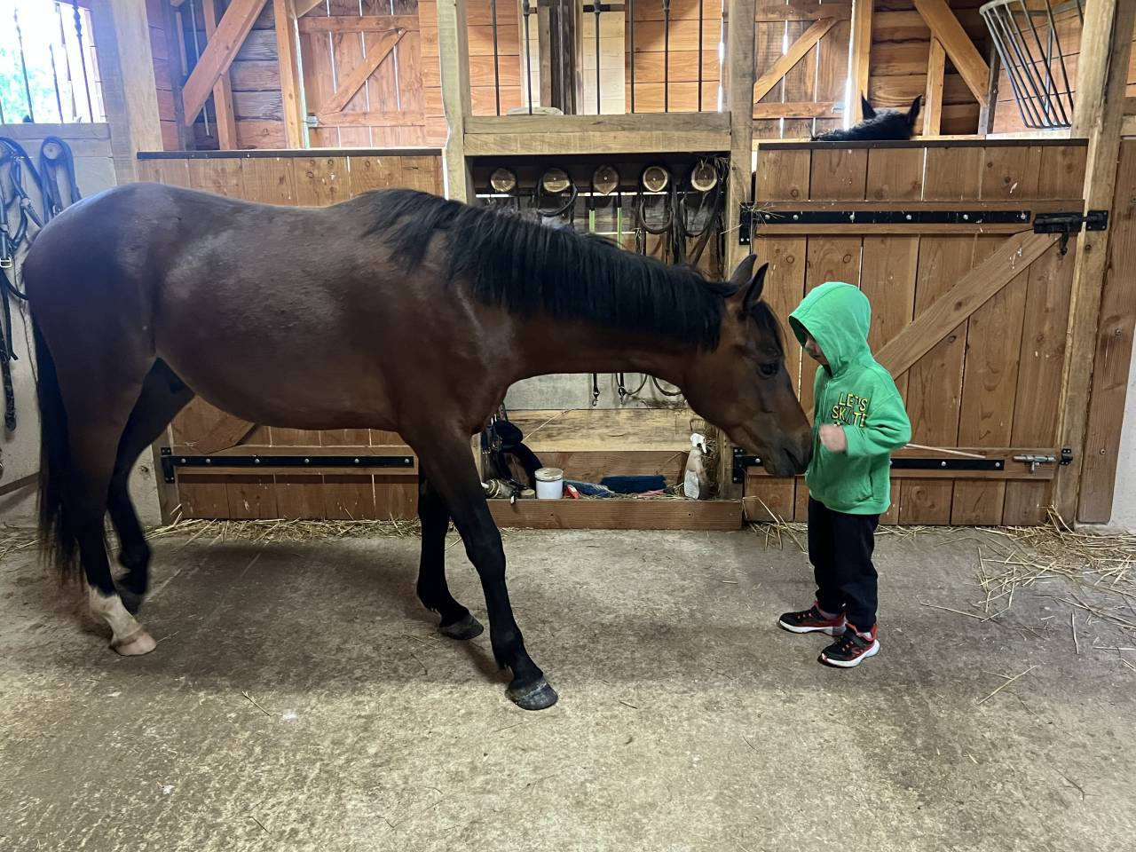 Castrone PFS Pony Francese da Sella In vendita 2024 Baio ,  Jogry d&rsquo;Odival
