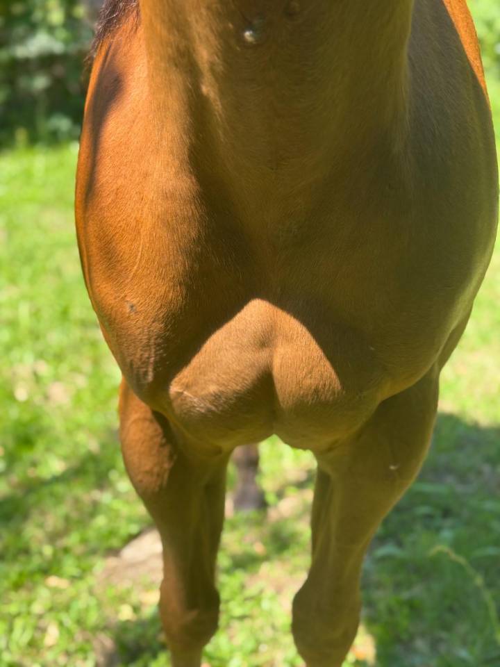 CAVALLO AMERICANO*DOCUMENTI*DOMATO*CASTRONE*PERFETTO