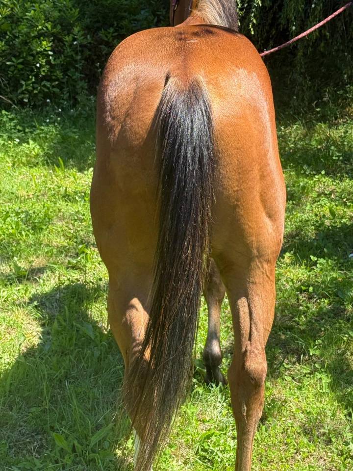 CAVALLO AMERICANO*DOCUMENTI*DOMATO*CASTRONE*PERFETTO