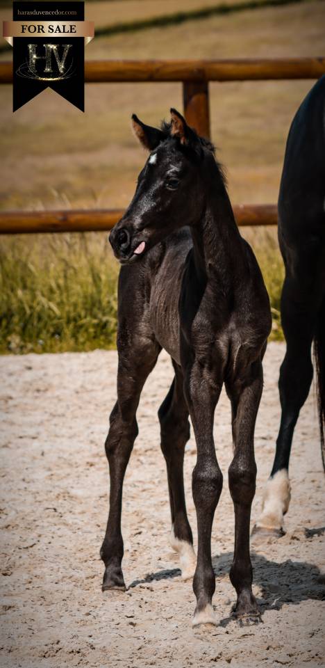 Puledra KWPN Cavallo da Sport Neerlandese In vendita 2026 Nero ,  Perfect