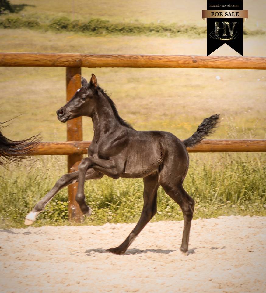 Puledra KWPN Cavallo da Sport Neerlandese In vendita 2026 Nero ,  Perfect
