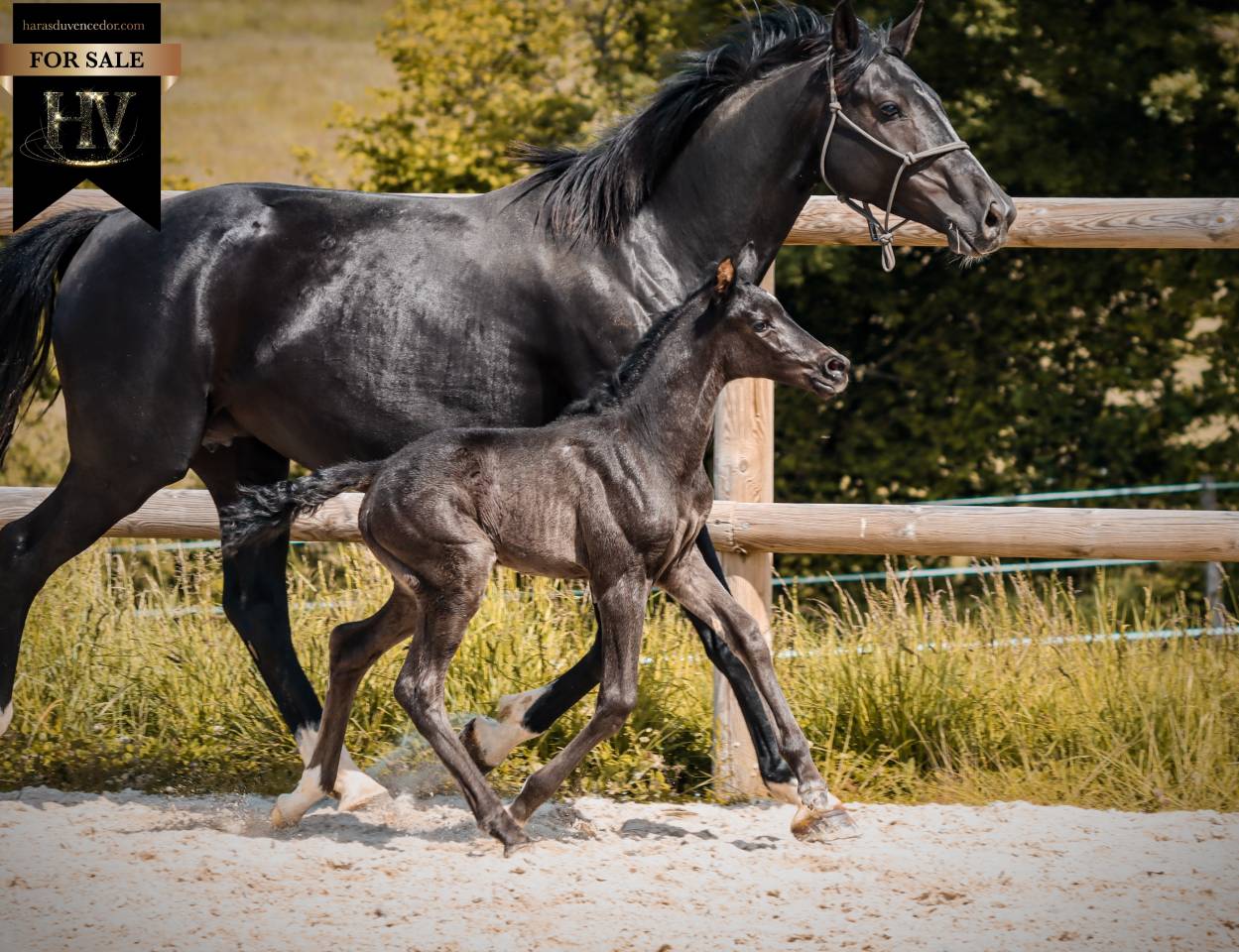 Puledra KWPN Cavallo da Sport Neerlandese In vendita 2026 Nero ,  Perfect