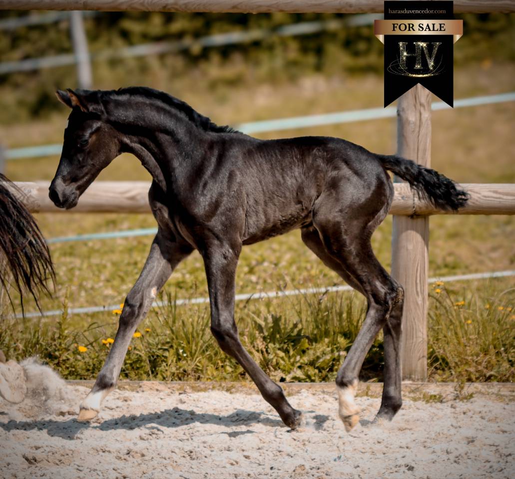 Puledra KWPN Cavallo da Sport Neerlandese In vendita 2026 Nero ,  Perfect