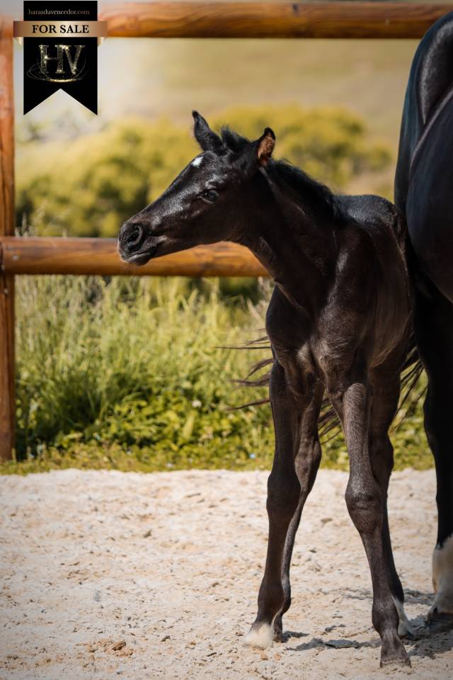 Puledra KWPN Cavallo da Sport Neerlandese In vendita 2026 Nero ,  Perfect
