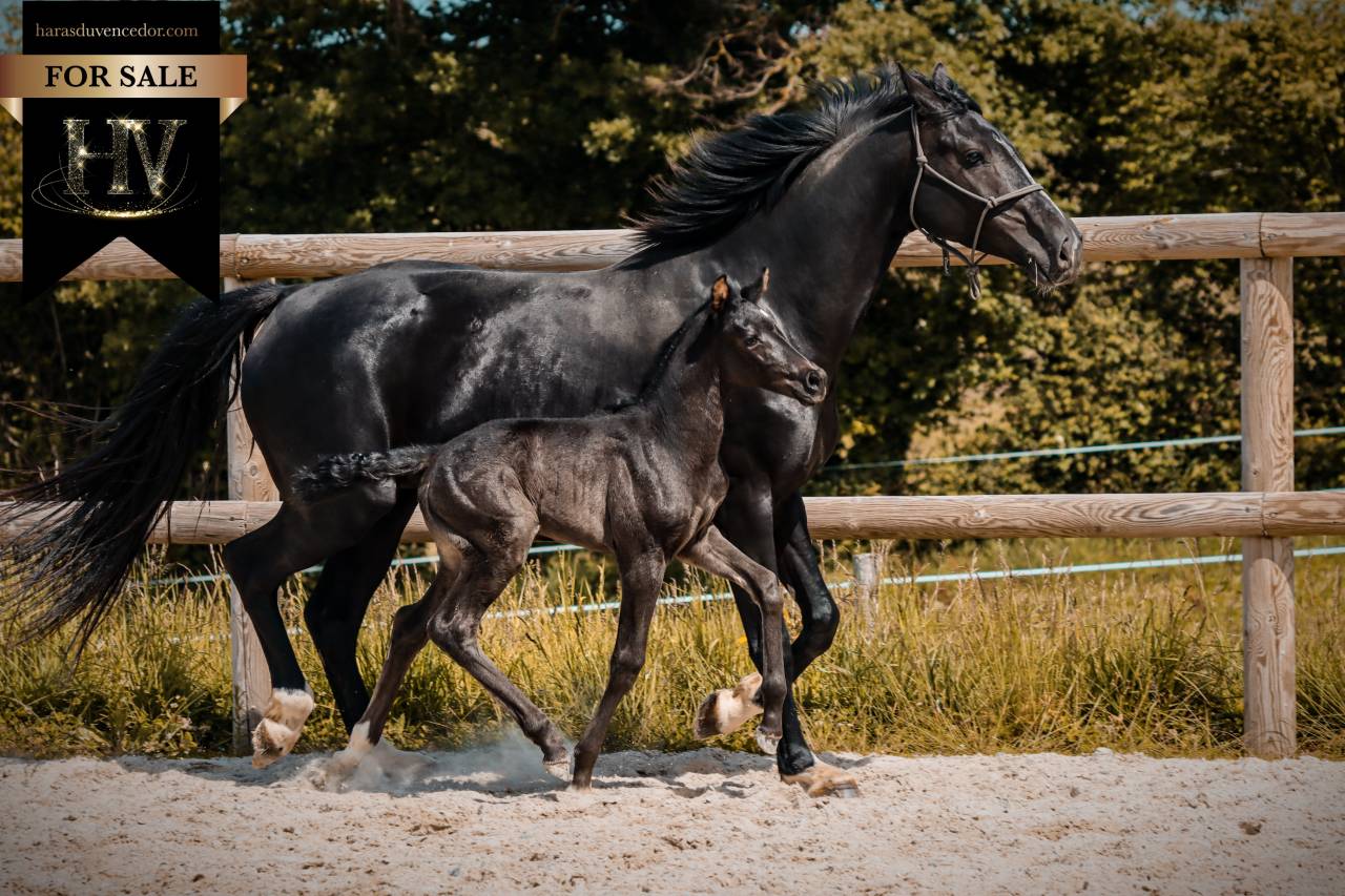 Puledra KWPN Cavallo da Sport Neerlandese In vendita 2026 Nero ,  Perfect