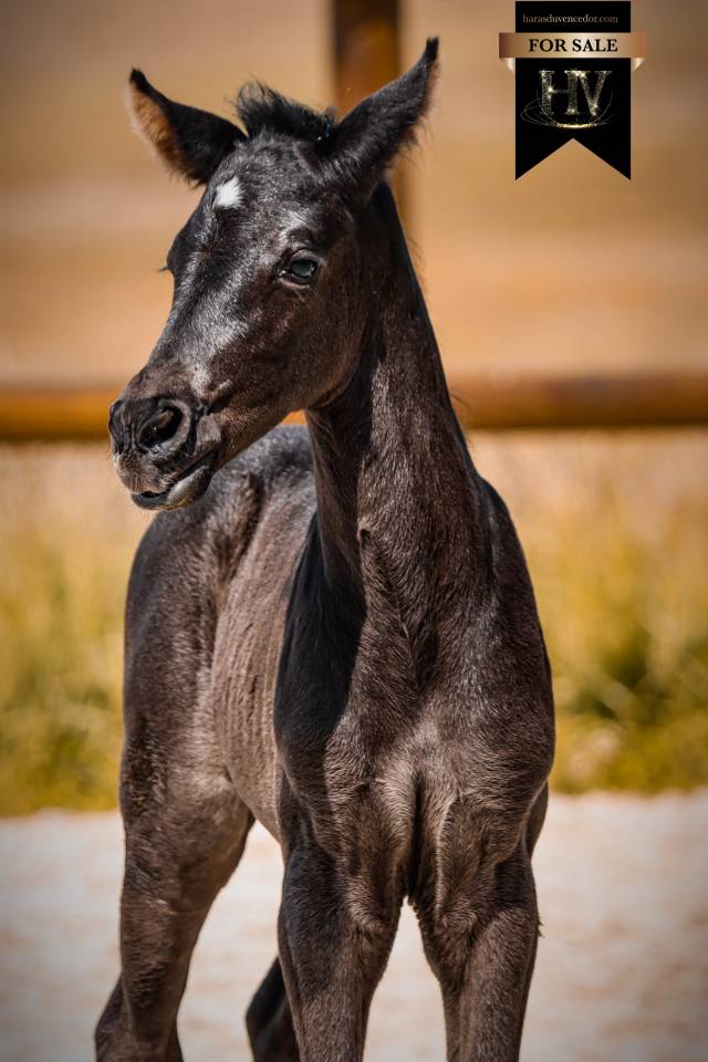 Puledra KWPN Cavallo da Sport Neerlandese In vendita 2026 Nero ,  Perfect