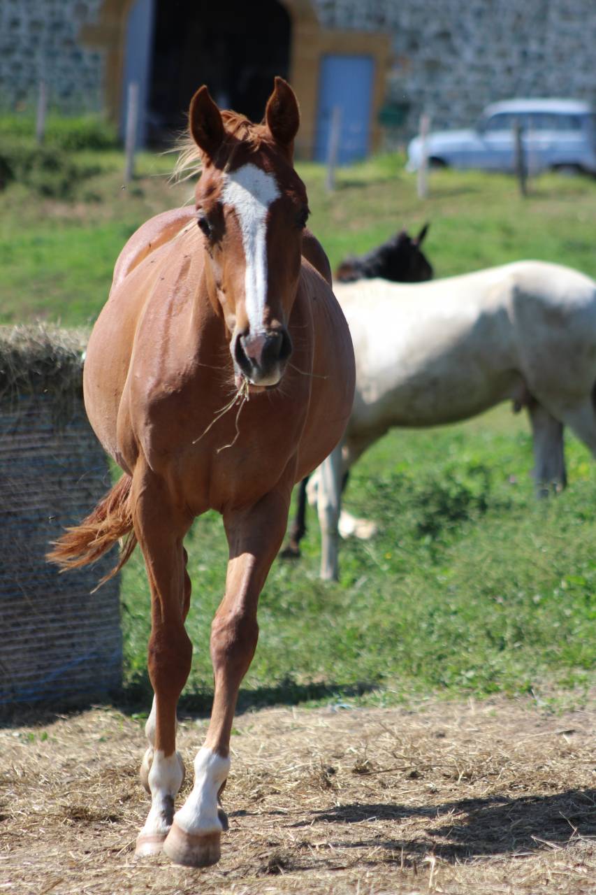 Cavalla Origine non conosciuta  In vendita 2024 Sauro