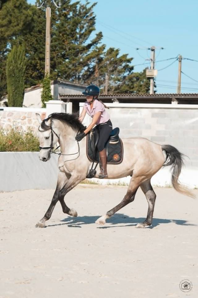 Castrone KWPN Cavallo da Sport Neerlandese In vendita 2019 Isabella