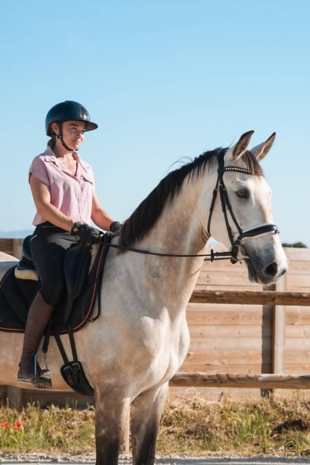 Castrone KWPN Cavallo da Sport Neerlandese In vendita 2019 Isabella