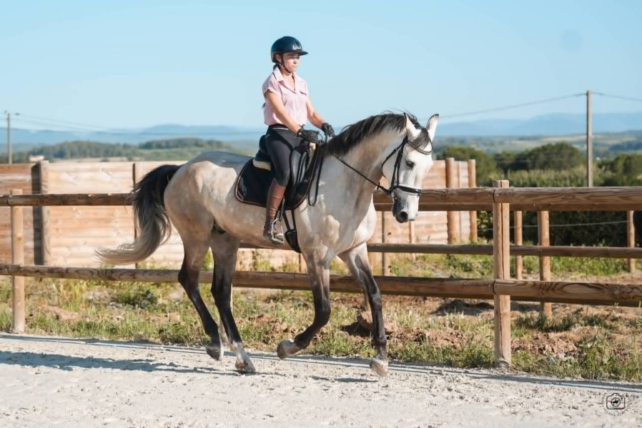 Castrone KWPN Cavallo da Sport Neerlandese In vendita 2019 Isabella