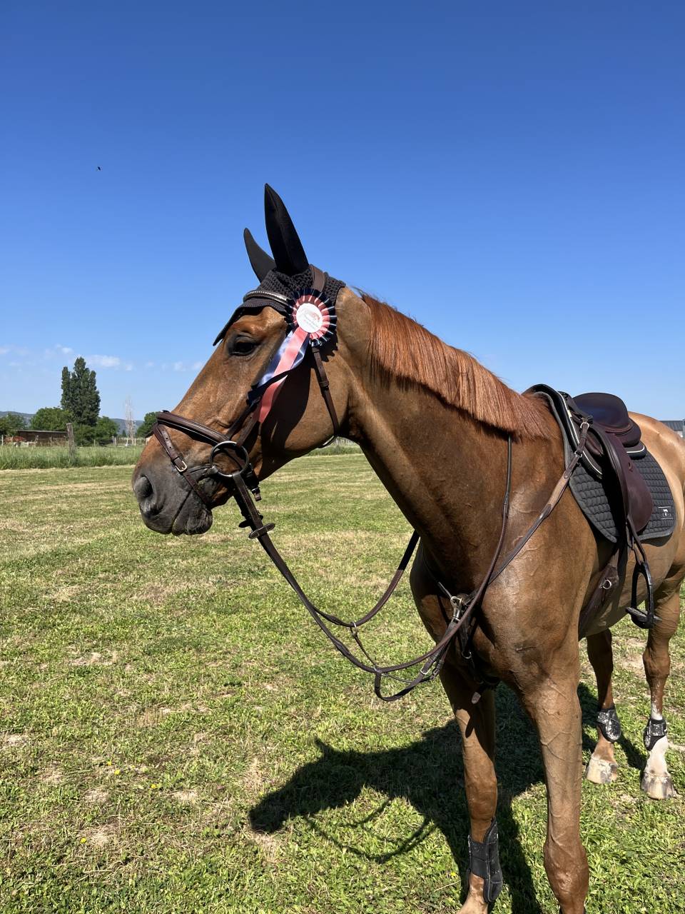 Castrone Sella Francese In vendita 2019 Sauro ,  OGRION DES CHAMPS