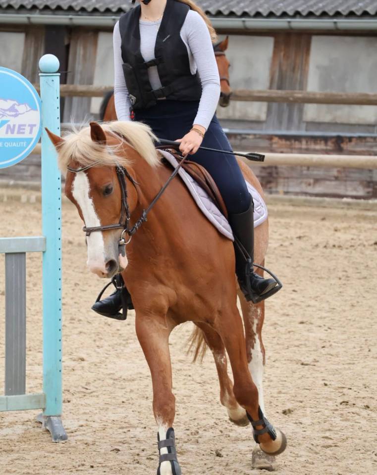 Castrone PFS Pony Francese da Sella In vendita 2020 Crine lavato