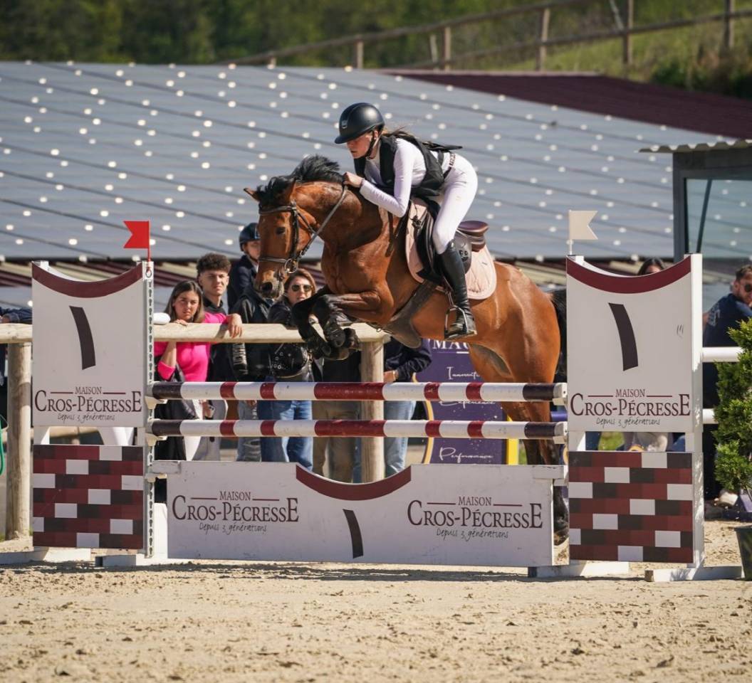 Castrone PFS Pony Francese da Sella In vendita 2020 Baio